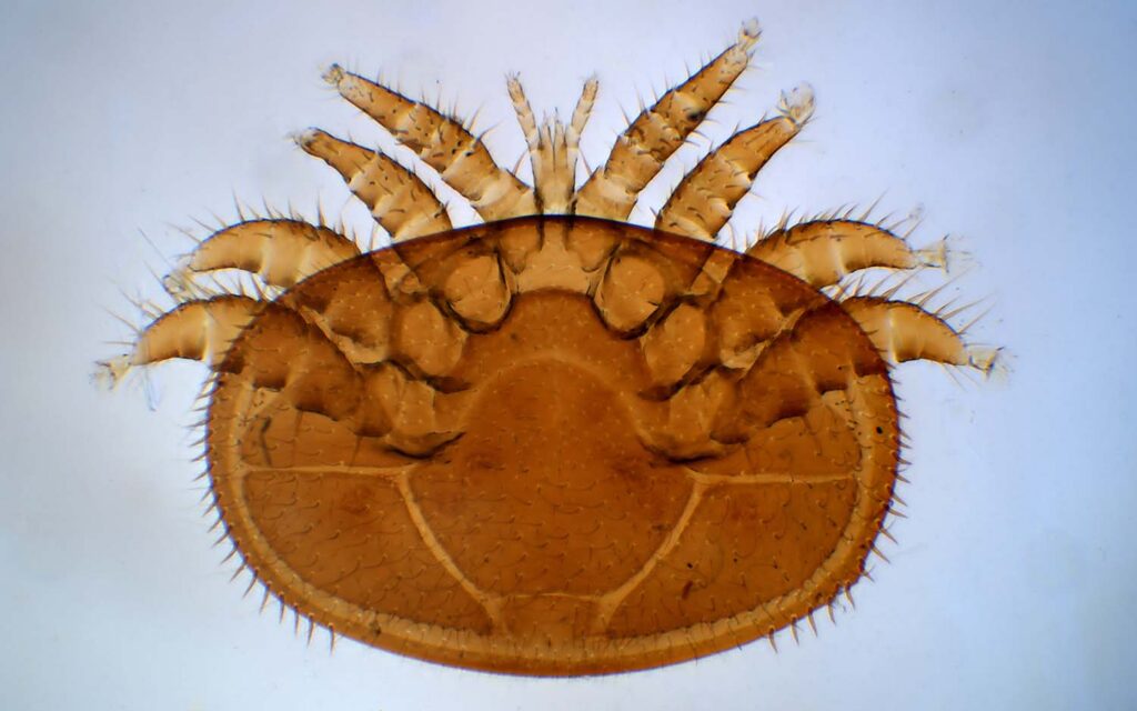 Varroa-Destructor-Mite2-1024x640.jpg